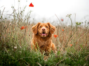 Warum frisst mein Hund so viel Gras? Ein Rätsel mit spannenden Antworten
