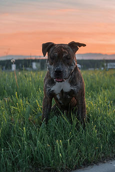 Image by Ivan Kazlouskij