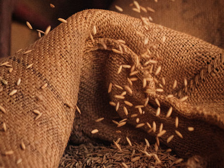 The Parable of the Sower