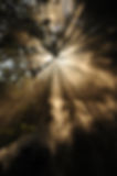 Image de Wonderlane
