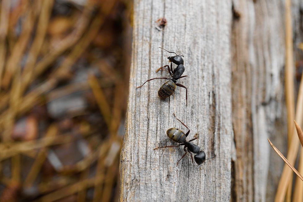 Ants