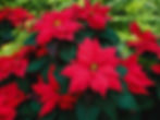 Red poinsettia care