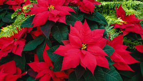 12月の休診案内