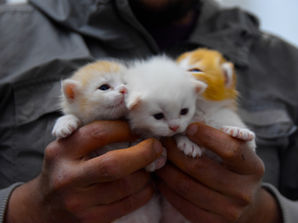So many kittens - how we can help stray and neigbhorhood cats