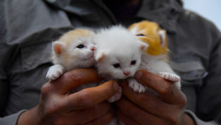 So many kittens - how we can help stray and neigbhorhood cats