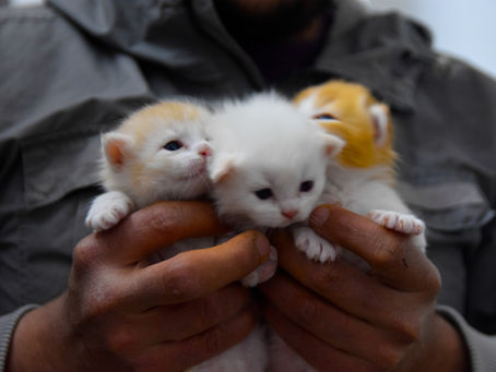 Tidak Perlu Panik, Simak Berikut Tanda Tanda Kucing Hamil Yang Sebaiknya Diketahui!