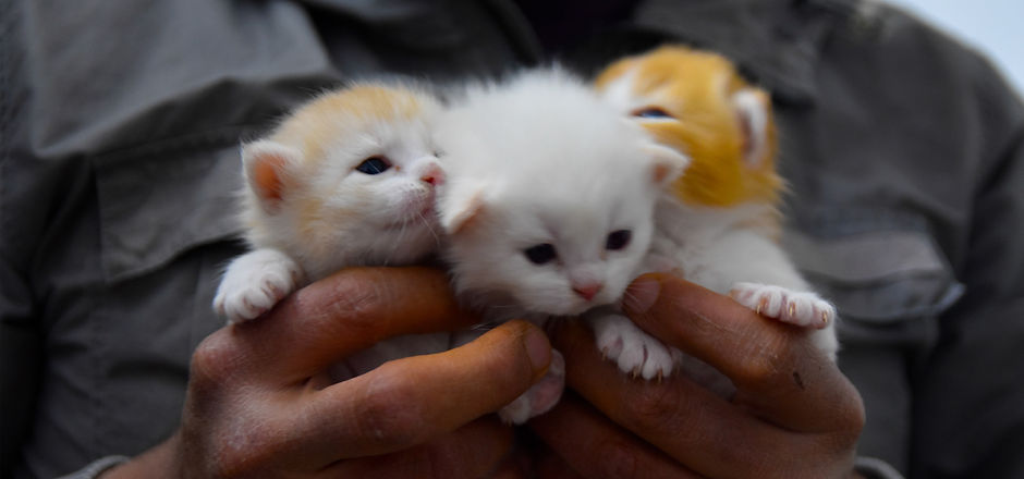 chatons à l'adoption sous contrat associatif