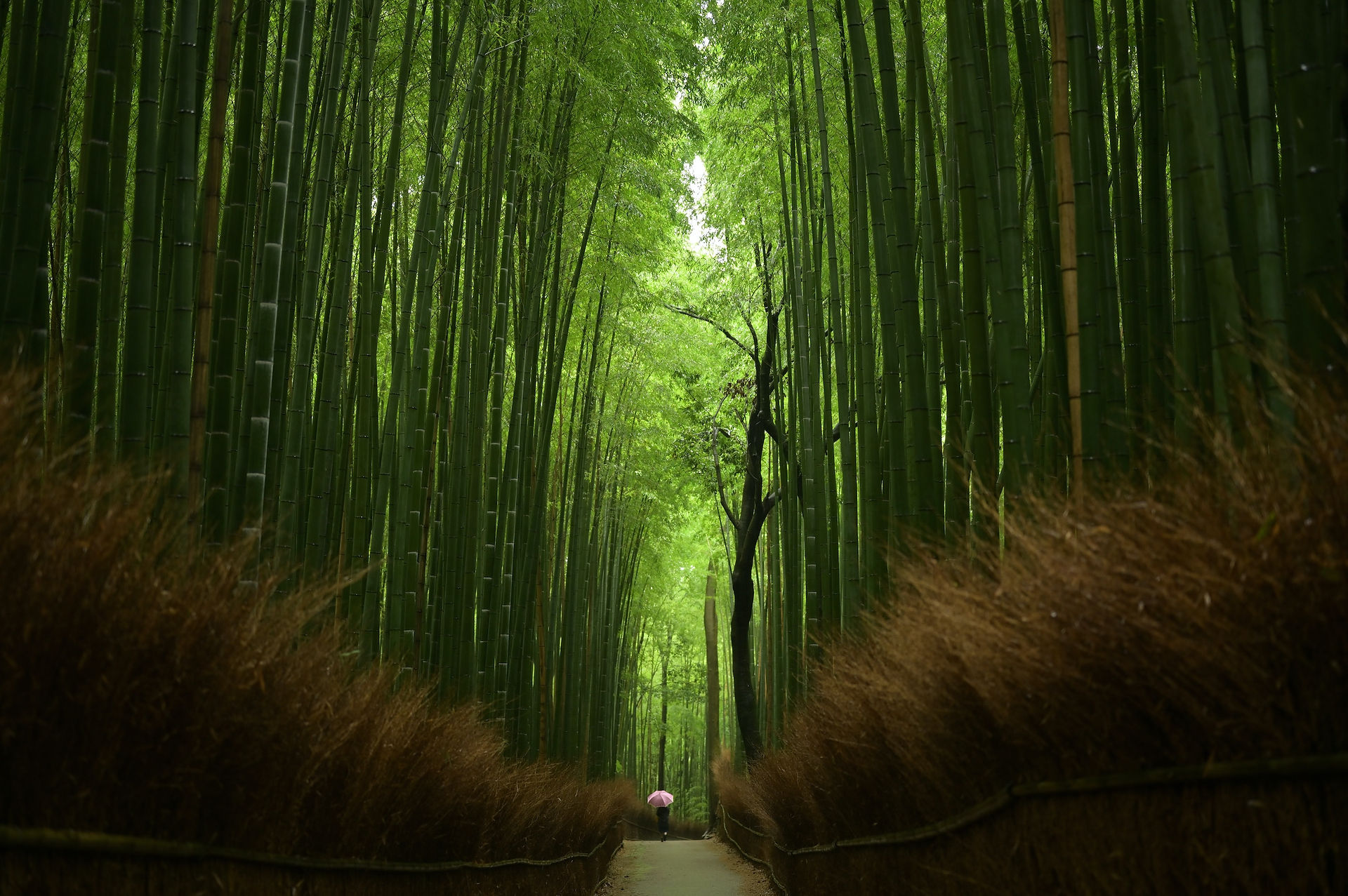bamboo forest in kyoto arashiyama