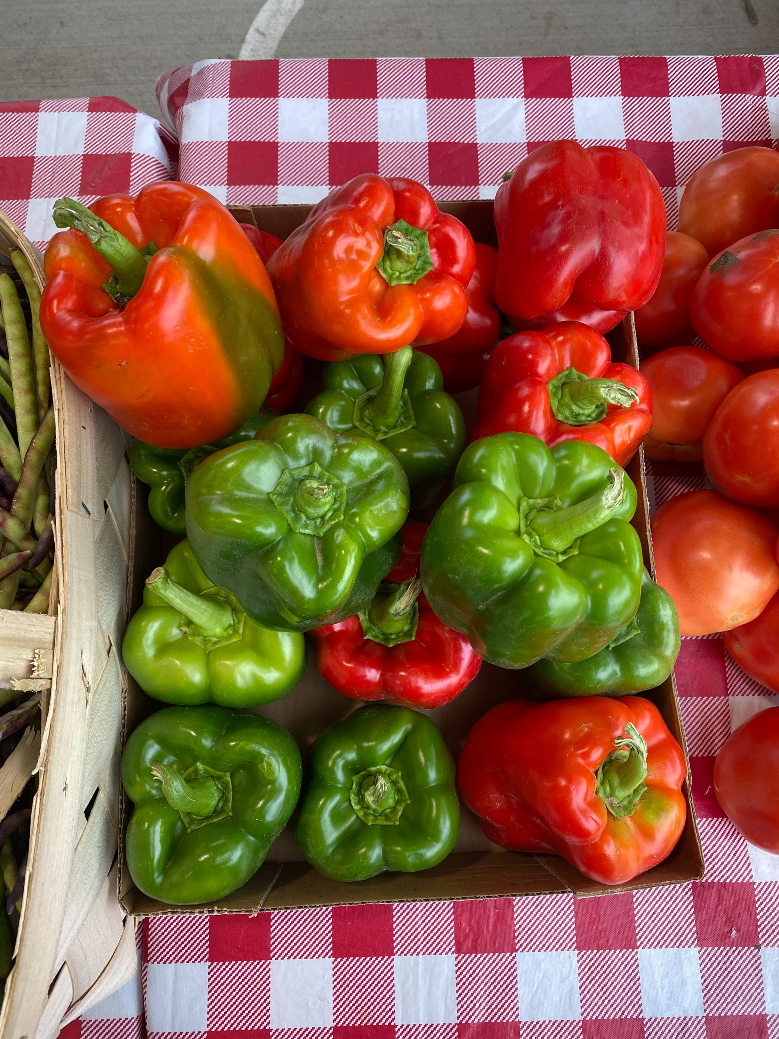‘King Arthur' Bell Pepper Seedling