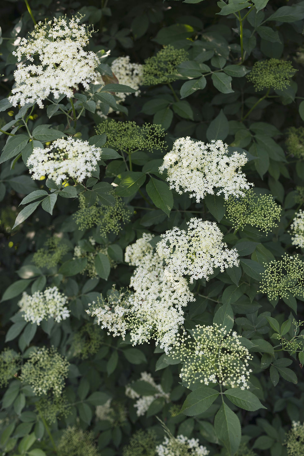 Les fleurs de sureau (Sambucus nigra)