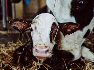 Vaca recién parida lamiendo a su cría en un corral limpio, simbolizando el inicio de la protección por inmunización materna.