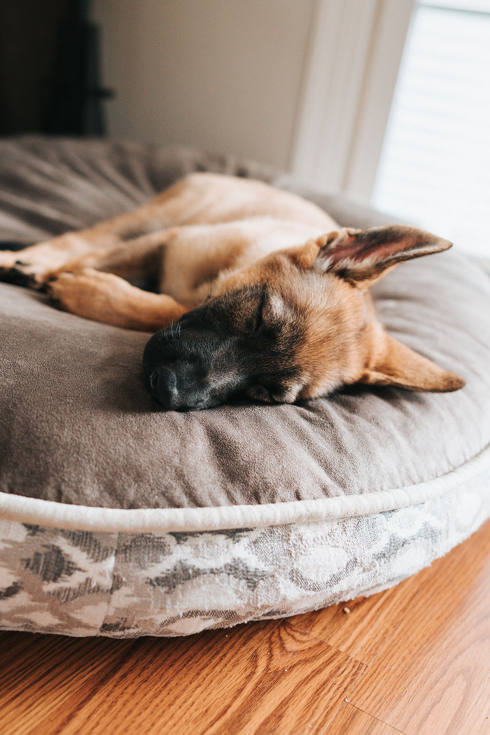 Dog sleeping after a boarding visit