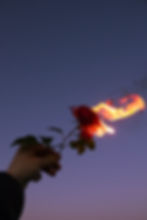 rose on fire