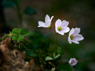 Attitudinal Factors of Mindfulness