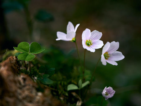 Attitudinal Factors of Mindfulness