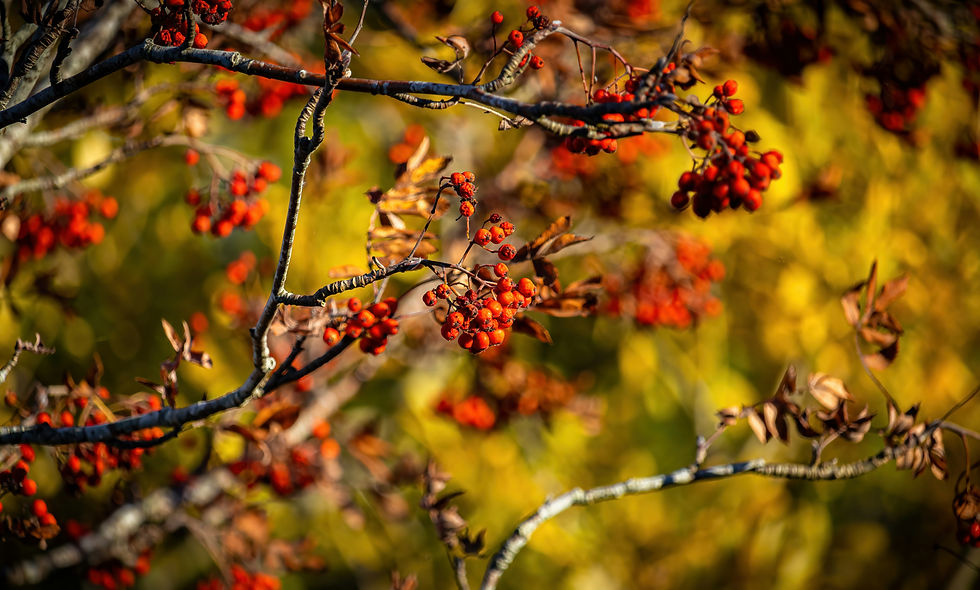 Sorbus aucuparia (unsplash)