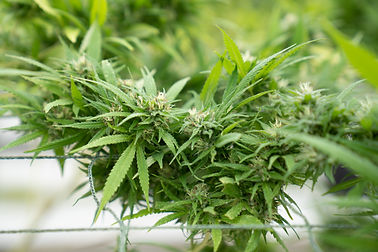 Image by CRYSTALWEED cannabis