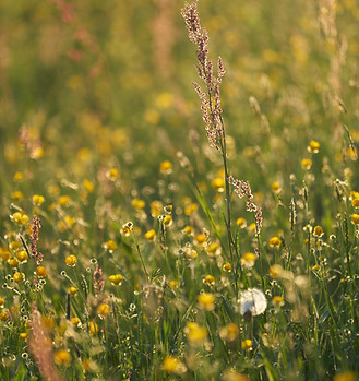 Image by Wolfgang Hasselmann