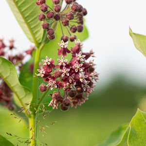 MILKWEED