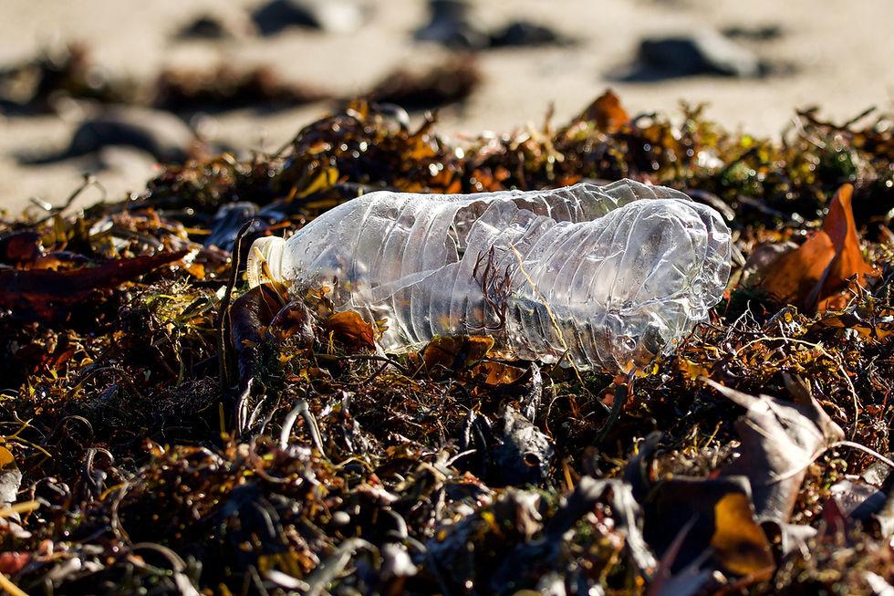 Single-use plastics, Environment, Pollution, Plastic waste, Plastic pollution, Marine life, Ocean pollution, Sustainability, Waste reduction, Eco-friendly, Recycling, Reusable, Sustainable living, Green living, Conservation, Plastic bags, Plastic bottles, Food containers, Disposable, Non-biodegradable, Biodegradable, Compostable, Earth-friendly, Natural resources, Environmental impact, Plastic-free, Plastic packaging, Waste management, Eco-conscious, Plastic alternatives