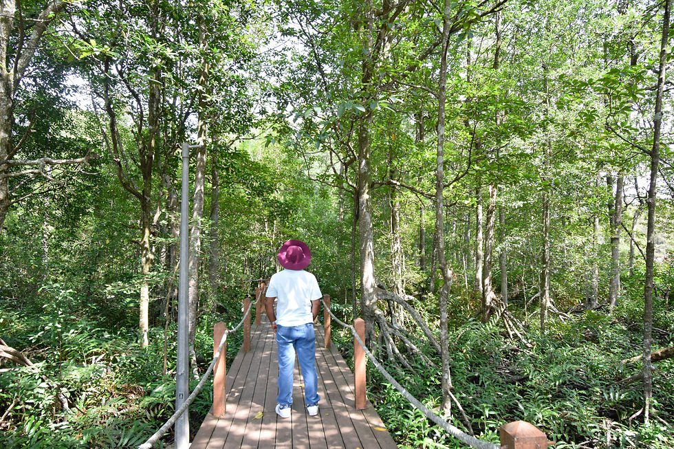 Thumbnail: Matang Mangrove Forest Phuket Tour
