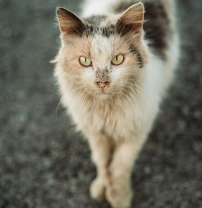Heimatlose Katze schaut in die Kamera