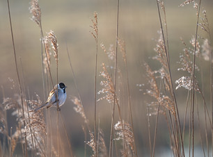 Image by Vincent van Zalinge