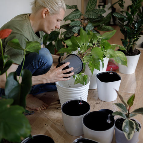 The Smart Indoor Garden: How Automation is Revolutionizing Indoor Growing