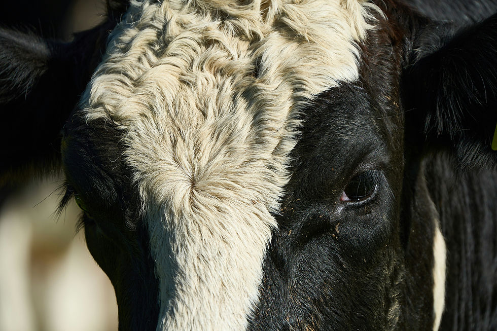 Vaca lechera con estrés; salud y bajo consumo en ganado lechero.