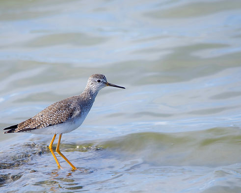 Image by Vijayalakshmi Nidugondi