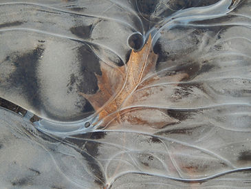 Image of a dead leaf frozen in ice.