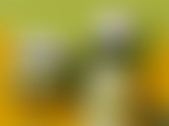 Olive oil at the pharmacy