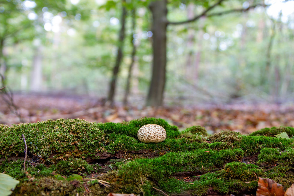 Image by Adam van Dongen