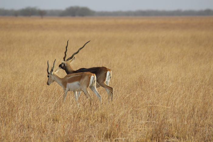 Antilope nel Little Rann of Kutch in Gujarat, animale selvatico in paesaggio di erba secca