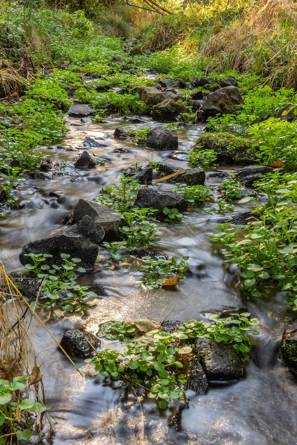 Gentle stream flowing around rocks and green plants, symbolizing returning to your natural flow and the steady movement of nature.