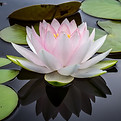 Embodiment Lotus 99Decrees