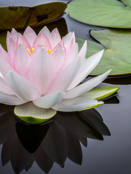 Unlocking the Secrets of Mindful Living and Its Transformative Power