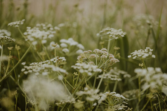 Image by Annie Spratt