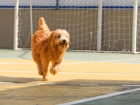 Chien court rappel