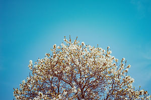 Image by Alex Simpson