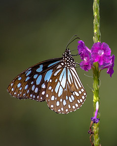Image by Sonika Agarwal