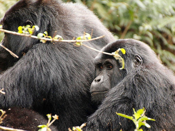 voyage ouganda
