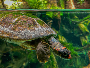 Turtles In Aquaponics