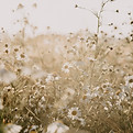 Image by Annie Spratt
