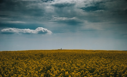 Image by Denes Kozma