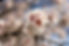 Almond blossom