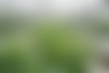 A Growing Cannabis Industry