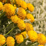 Image by balesstudio