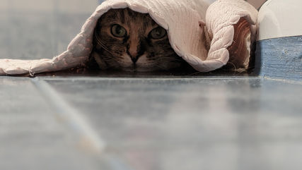 The Difference in Intelligence Work and Private Investigation