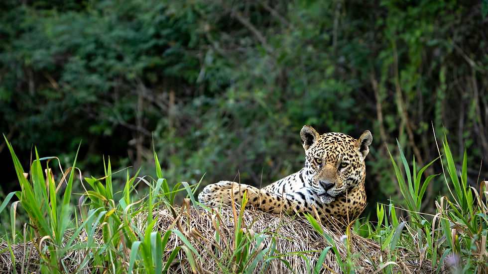 jaguar resting in grass in the pantanal in brazil. Amazon or Pantanal - which is the best South America wildlife adventure